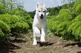 SIBERIAN HUSKY 338